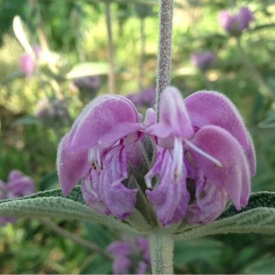 Phlomis purpurea Кветка