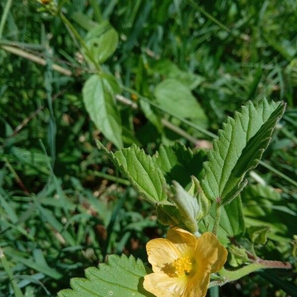 Malvastrum coromandelianum Цвят