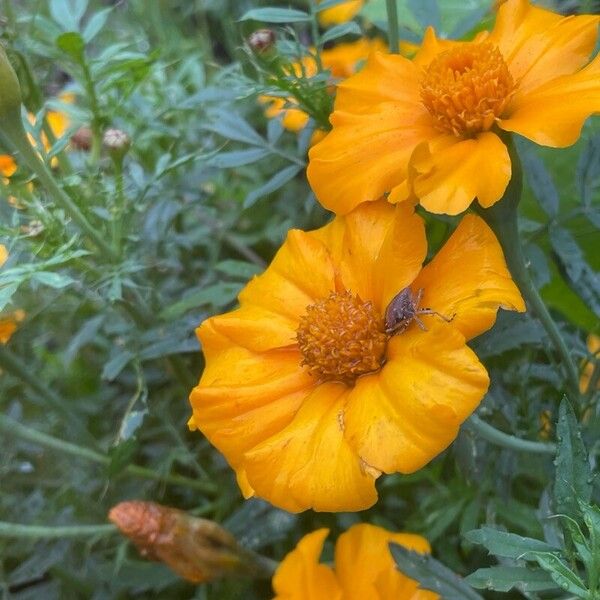 Tagetes tenuifolia 花