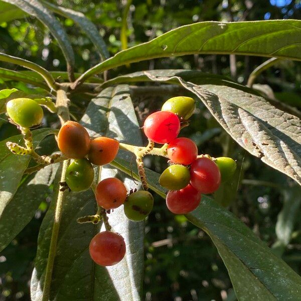 Cordia hatschbachii Fruit