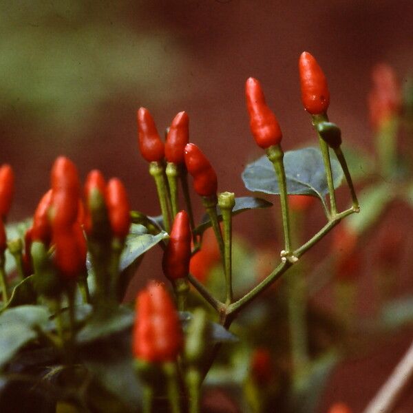 Capsicum frutescens ഫലം