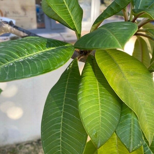 Plumeria rubra পাতা