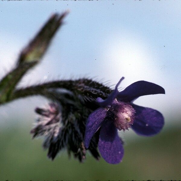 Anchusa azurea Fleur