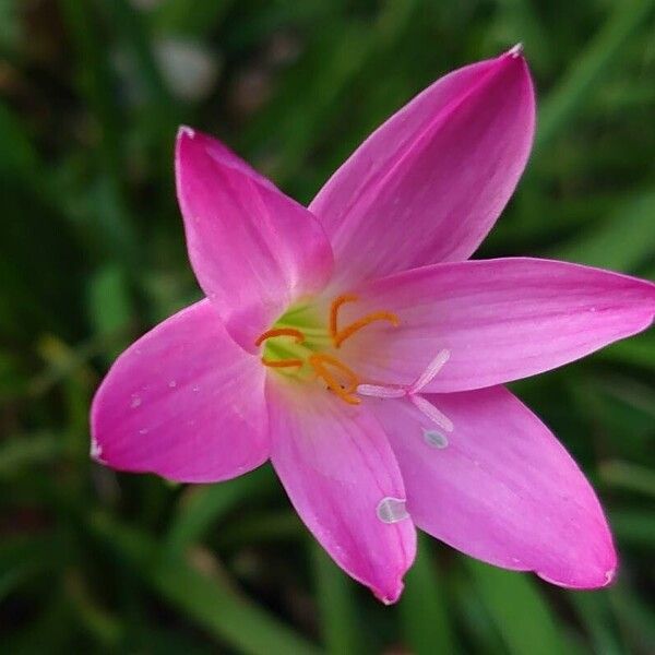 Zephyranthes rosea Flor