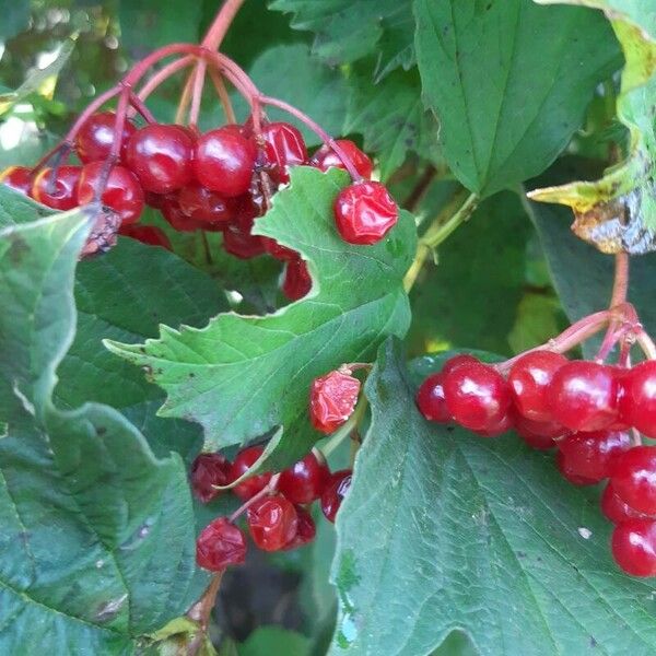 Viburnum trilobum Fruit