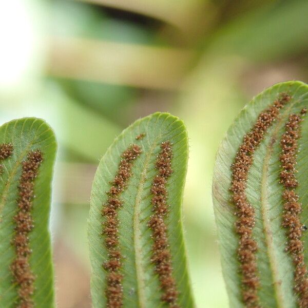 Thelypteris interrupta Leaf