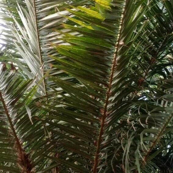 Phoenix canariensis Blatt