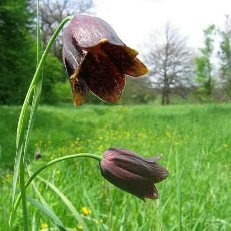 Fritillaria pyrenaica Kwiat