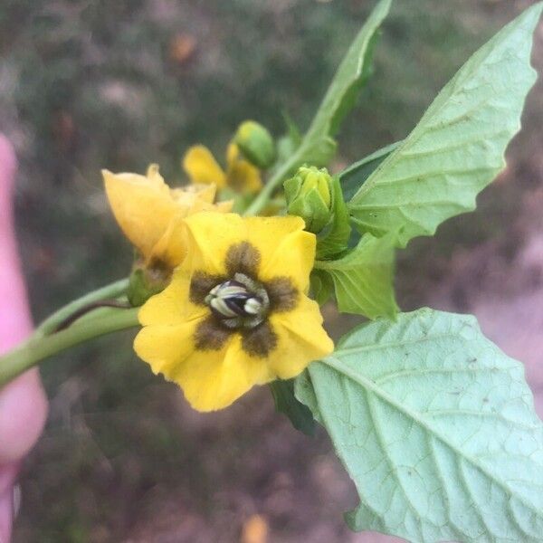 Physalis philadelphica Blomst