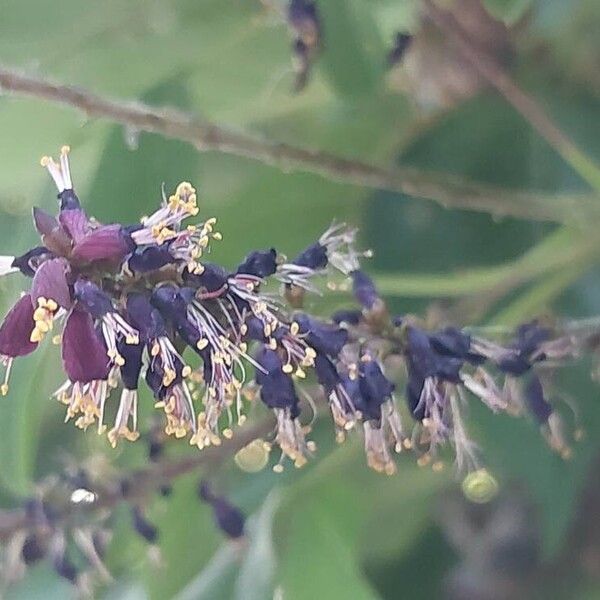 Amorpha fruticosa Λουλούδι