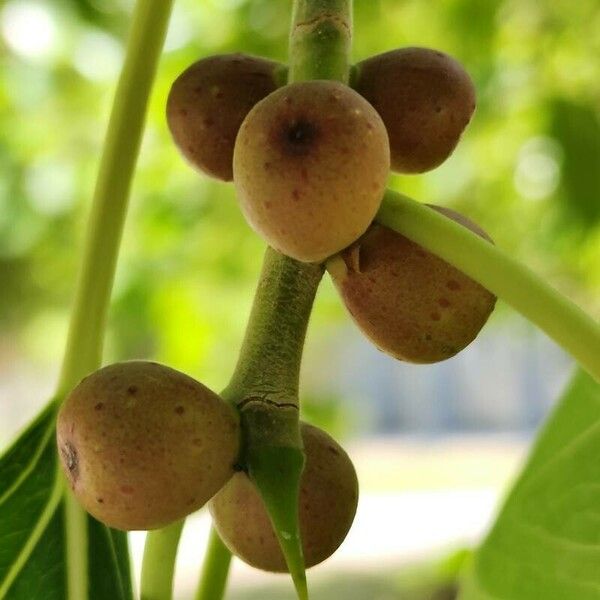 Ficus cordata Fruit