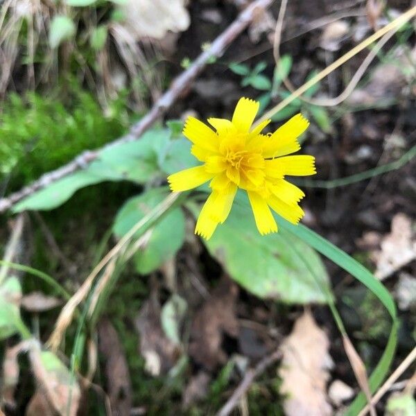 Hieracium venosum Flower