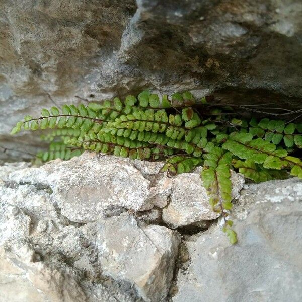 Asplenium trichomanes Leaf