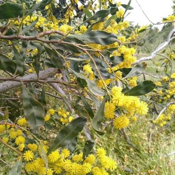 Acacia pycnantha Flors