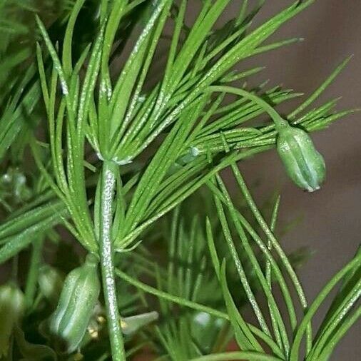 Asparagus tenuifolius Fuelha