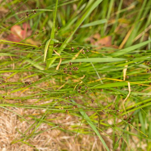 Juncus alpinoarticulatus Habit