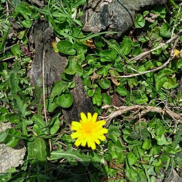 Scorzoneroides autumnalis Blomst