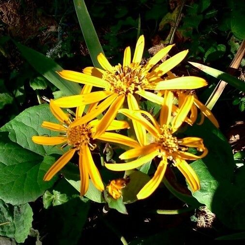 Ligularia dentata 花