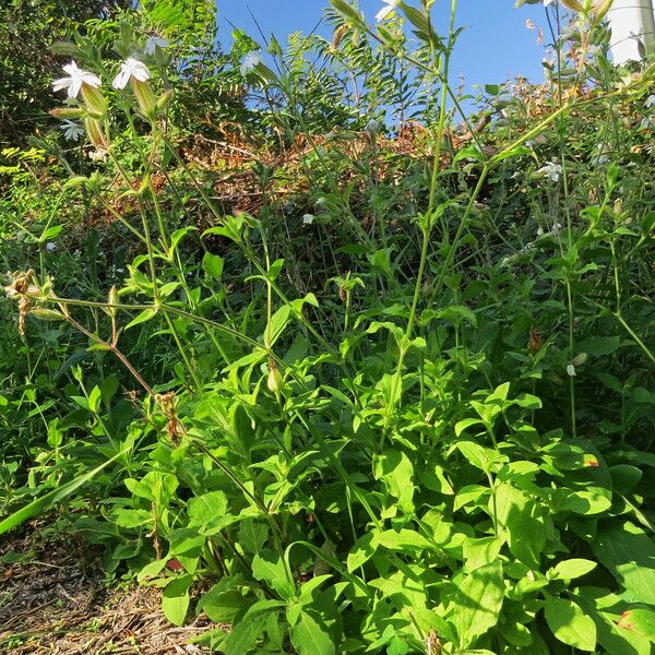 Silene dichotoma Συνήθη χαρακτηριστικά