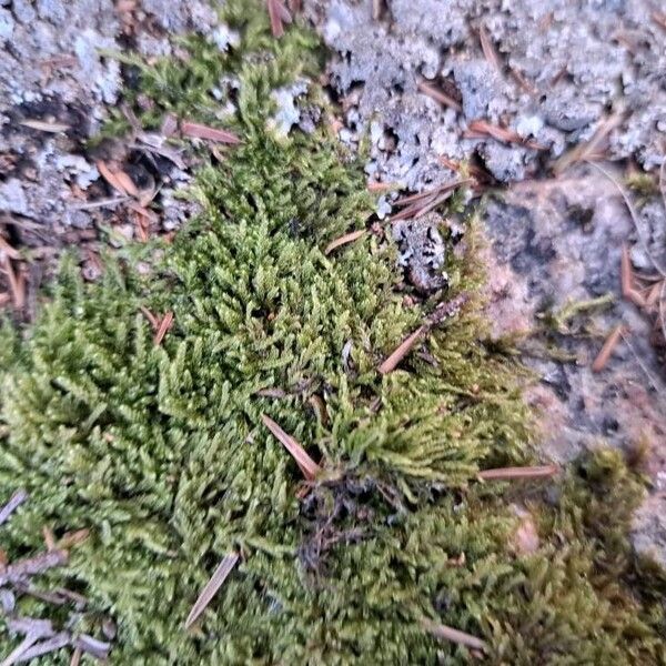 Lycopodium alpinum Yaprak