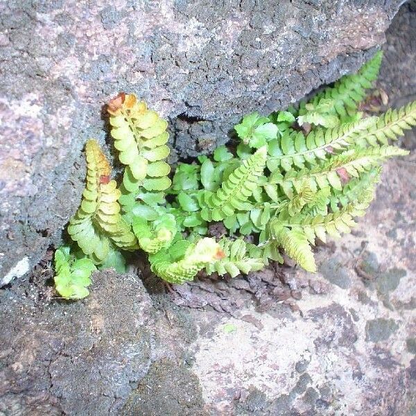 Polystichum scopulinum (Mountain hollyfern)