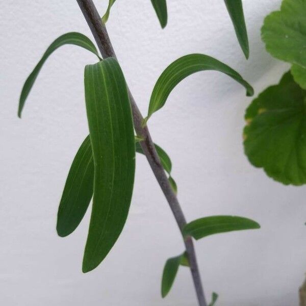 Alstroemeria pulchella Leaf
