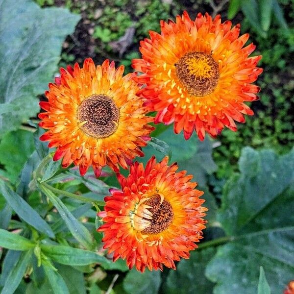 Xerochrysum bracteatum Žiedas