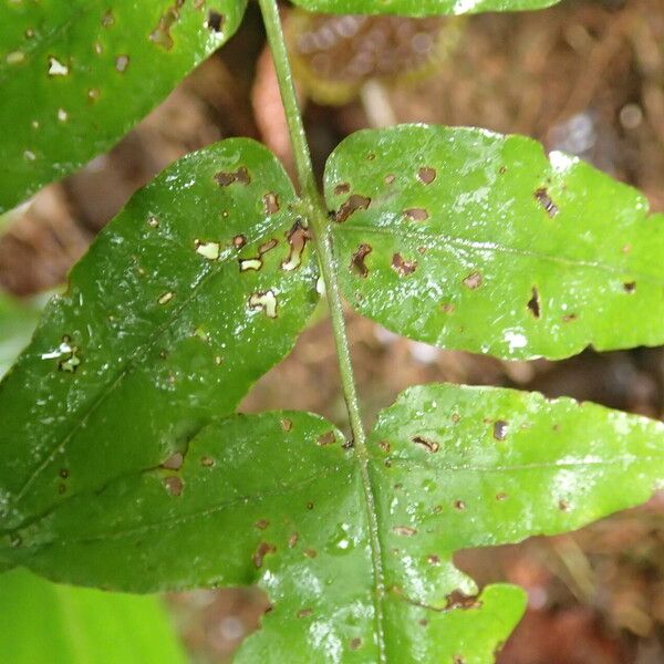 Blotiella currorii Blad