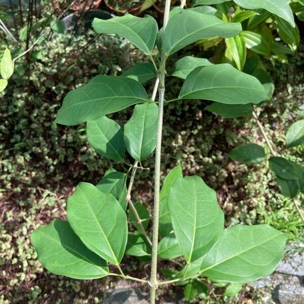 Bignonia magnifica Feuille