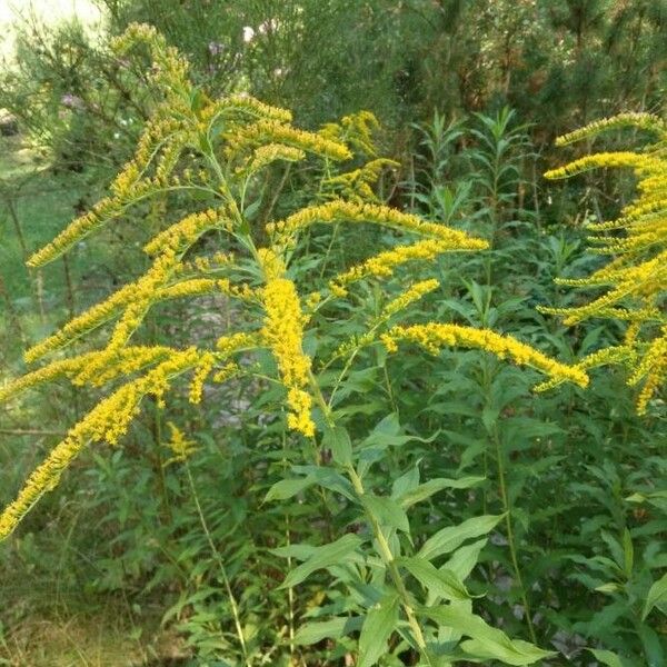 Solidago canadensis Cvet