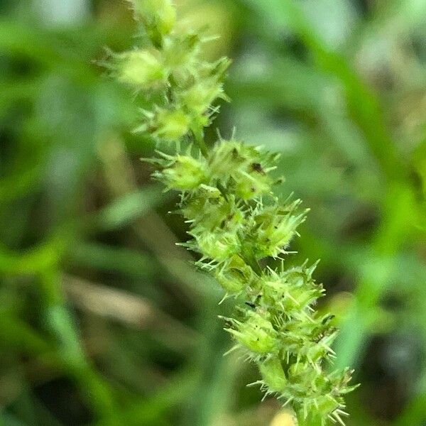 Cenchrus echinatus Fruit