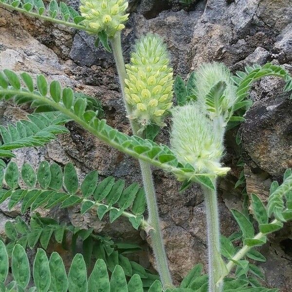 Astragalus alopecurus Blüte