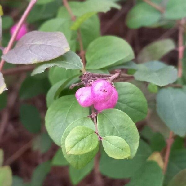 Symphoricarpos orbiculatus Ovoce