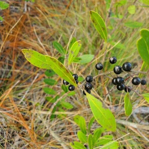 Ilex glabra 果實