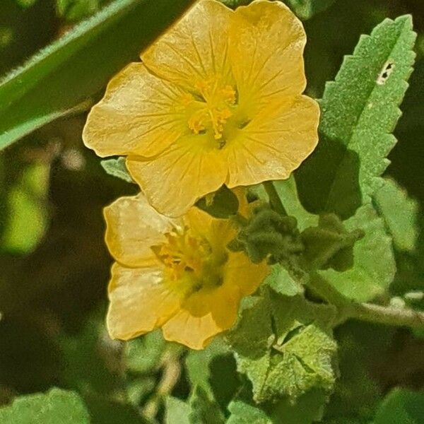 Sida rhombifolia Flors