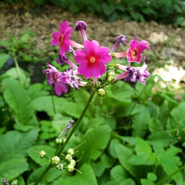 Primula bulleyana Floro