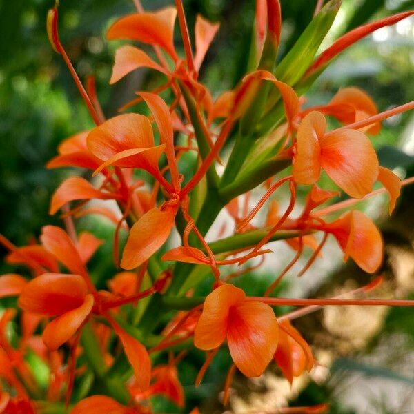 Hedychium coccineum Λουλούδι