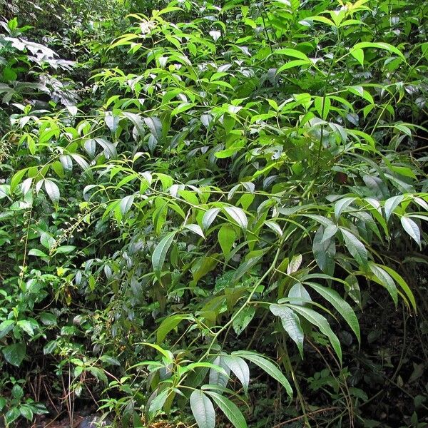 Tovaria pendula