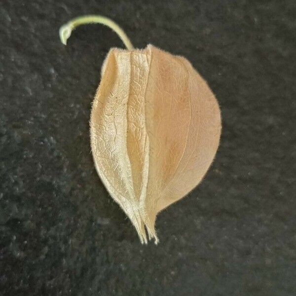 Physalis peruviana Fruchs