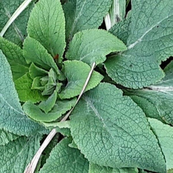 Verbascum phlomoides Lehti