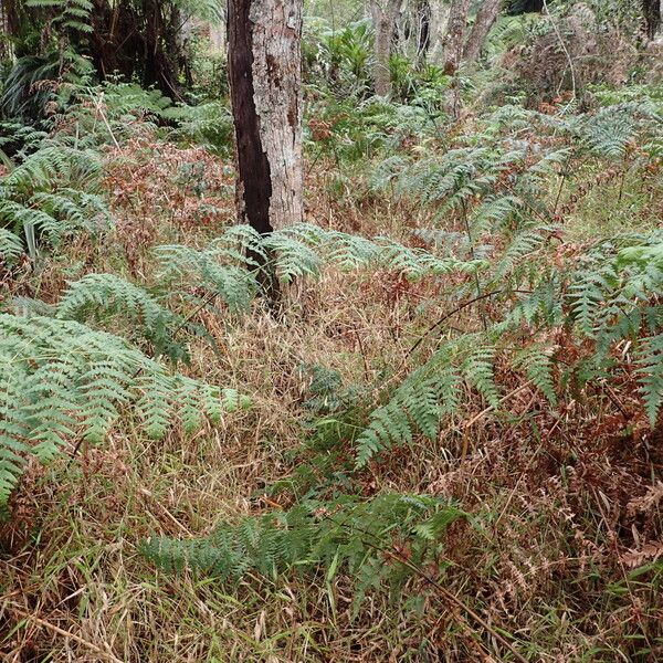 Histiopteris incisa Habitat