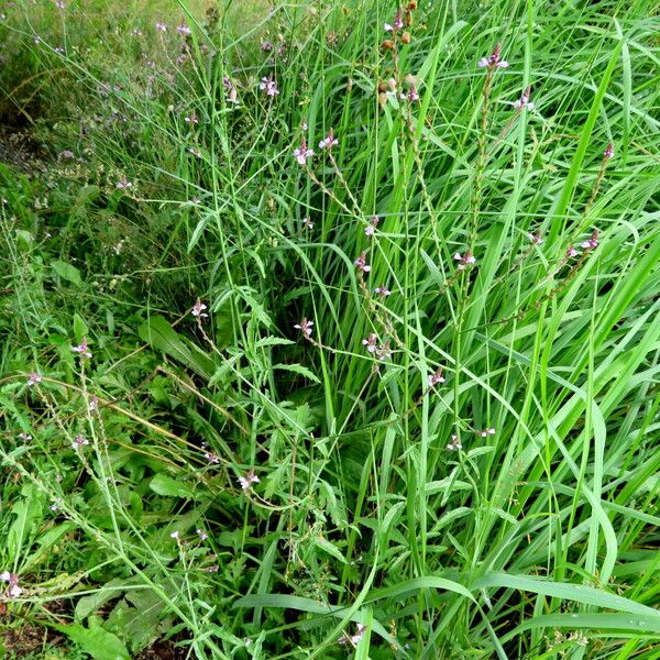 Verbena officinalis Yeri