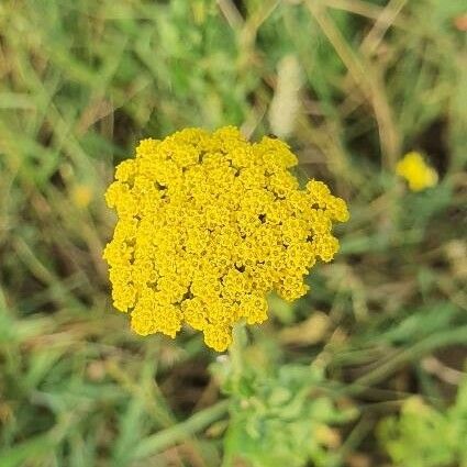 Achillea ageratum Квітка