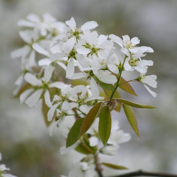 Amelanchier arborea Blodyn