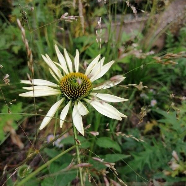 Echinacea pallida Blomma