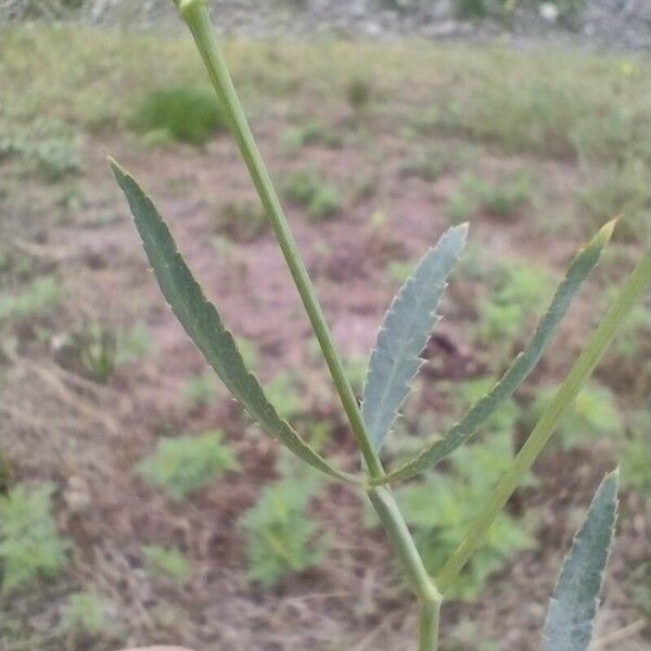 Falcaria vulgaris Folha