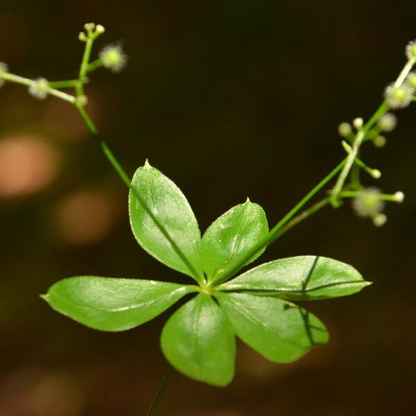 Galium triflorum Blad