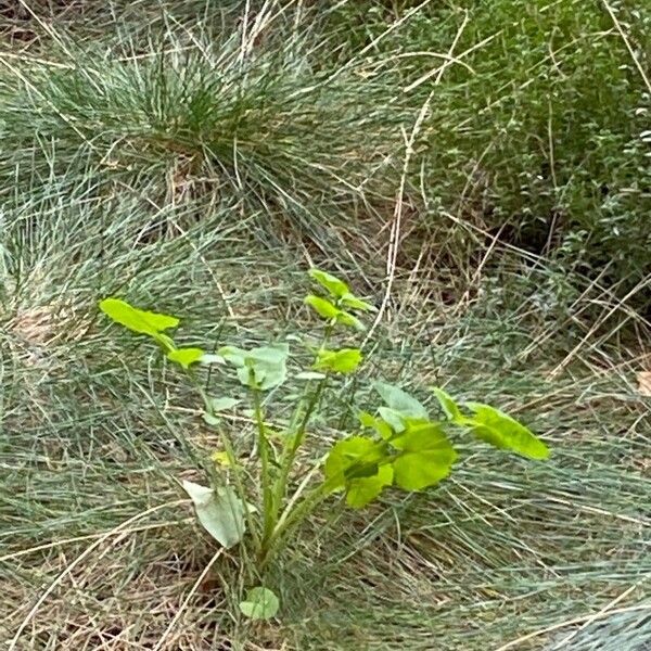 Rumex confertus Foglia