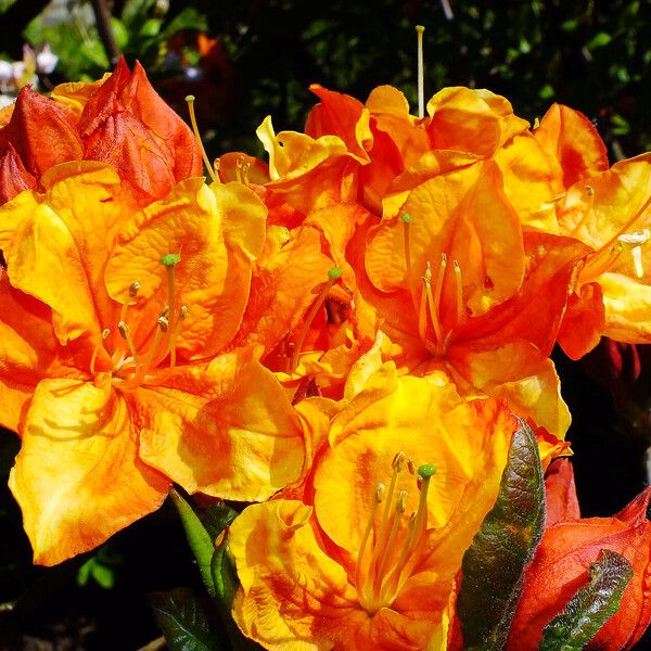 Rhododendron japonicum Fleur