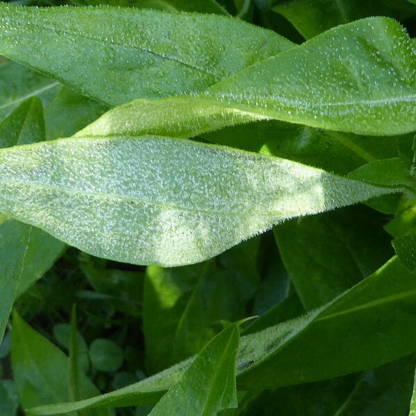 Centaurea montana Blatt